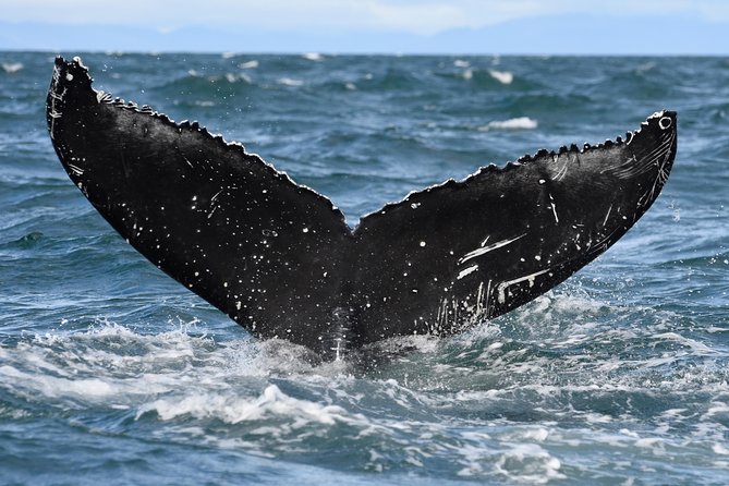 Whale Watching from Downtown Akureyri - The cruise into the feeding grounds