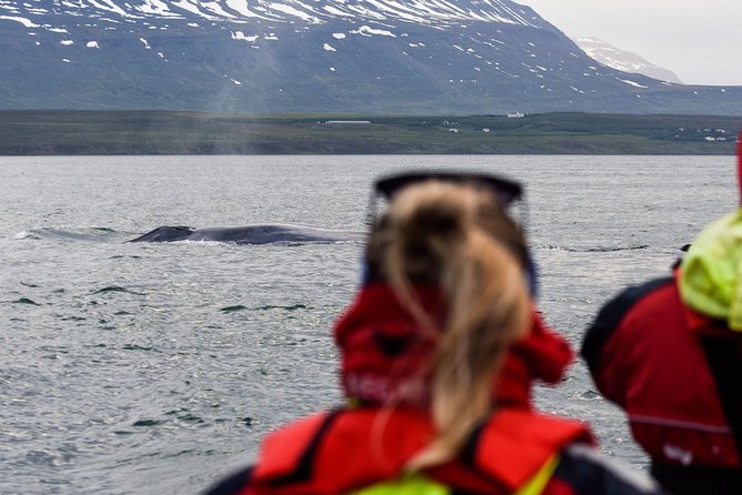 Whale Watching from Downtown Akureyri - Guide commentary and the value of local skill