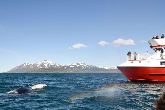 Whale Watching from Downtown Akureyri - Warm gear, windows, and outdoor platforms