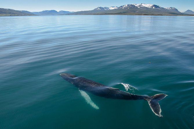 Whale Watching from the Heart of Akureyri - Key points to know before you go