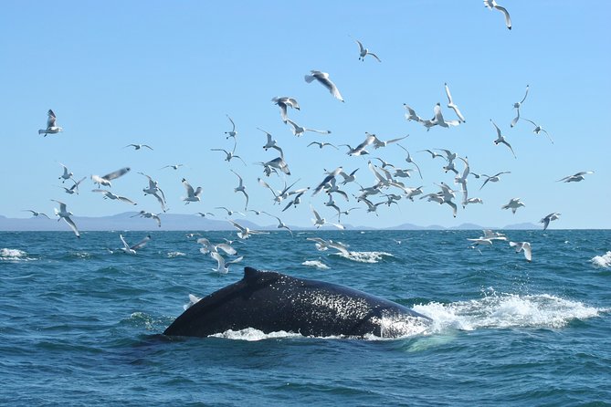 Whale Watching from the Heart of Akureyri - Setting out from Akureyri’s harbor