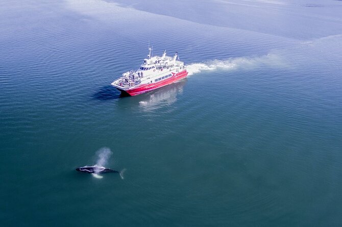Whale Watching from the Heart of Akureyri - Watching for humpbacks, minkes, and dolphins