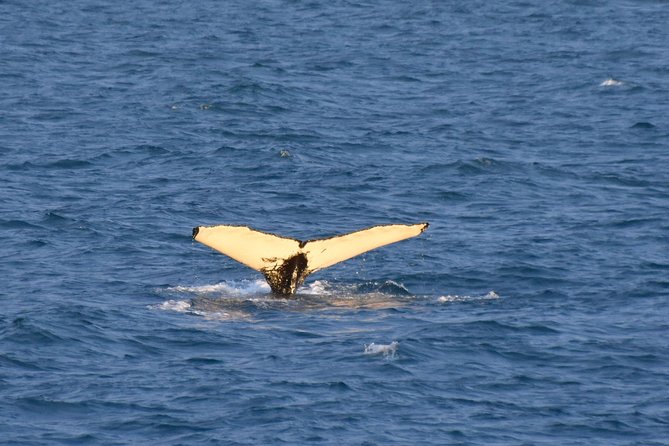 Whale Watching from the Heart of Akureyri - What the naturalist guide adds
