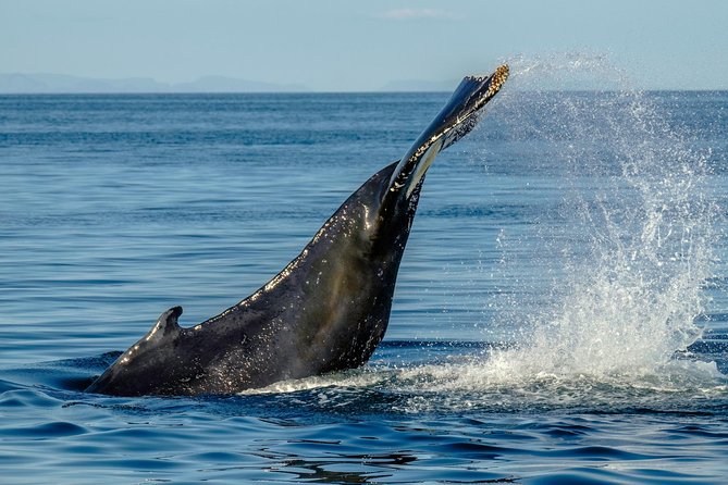 Whale Watching from the Heart of Akureyri - Choosing between the indoor cabin and open decks