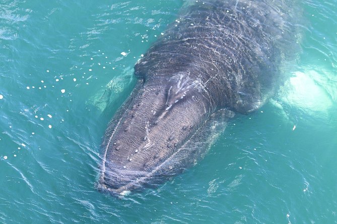 Whale Watching from the Heart of Akureyri - The timing: three hours, give or take