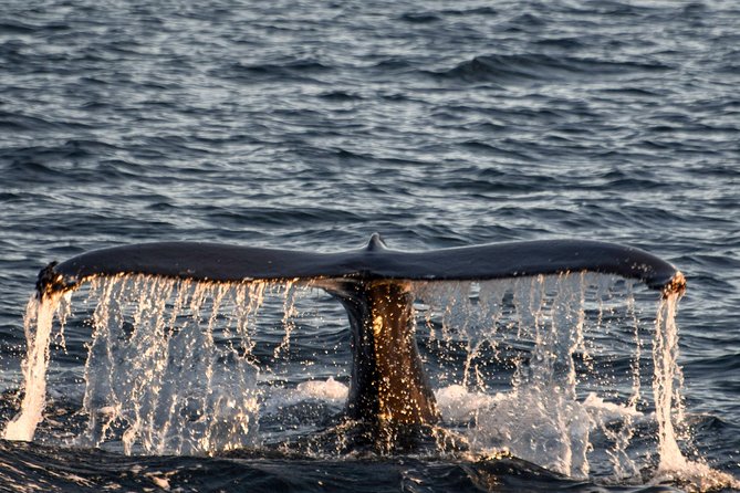 Whale Watching from the Heart of Akureyri - Price and what the $112.05 buys you