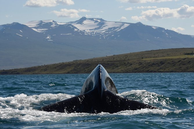 Whale Watching from the Heart of Akureyri - Who will enjoy this cruise most