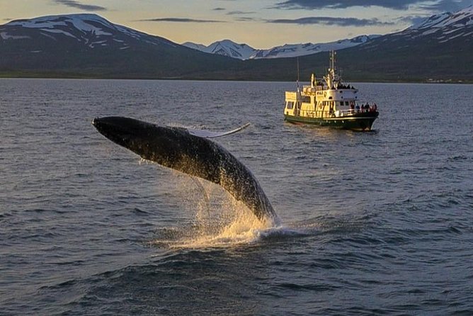 Whale Watching from the Heart of Akureyri - Heading into Eyjafjörður