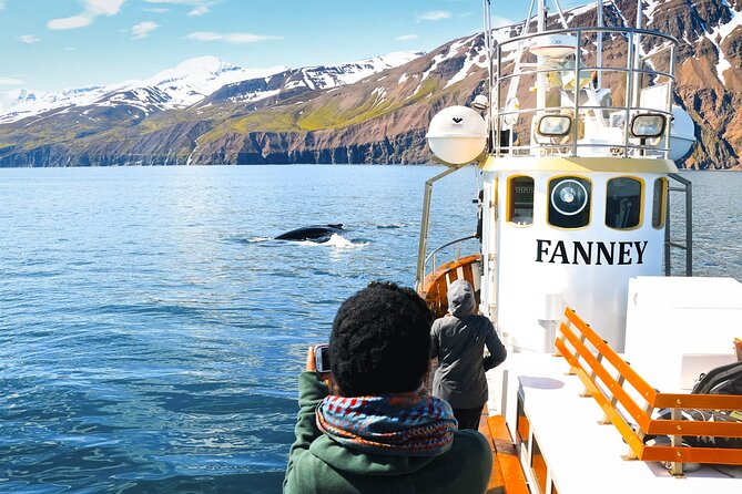 Whale Watching in Husavik - Searching Skjálfandi Bay for whales