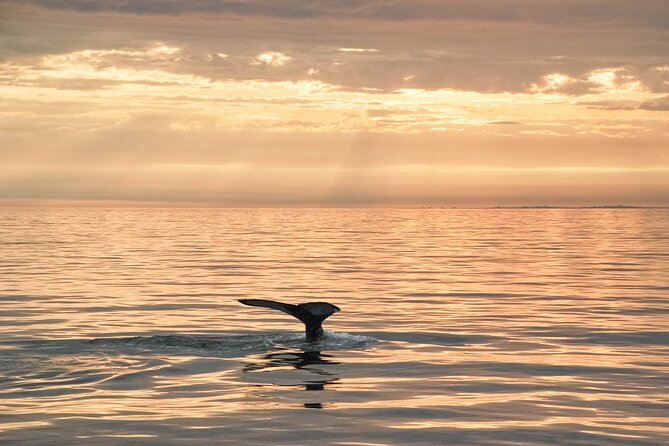 Whale Watching in Husavik - The guide makes the quiet stretches worthwhile