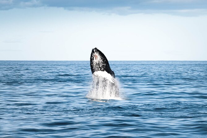 Whale Watching in Husavik - Pairing the boat with the Húsavík Whale Museum