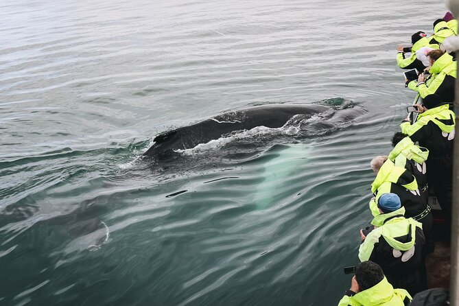 Whale Watching in Husavik - Warm suits, sea spray, and the real comfort level