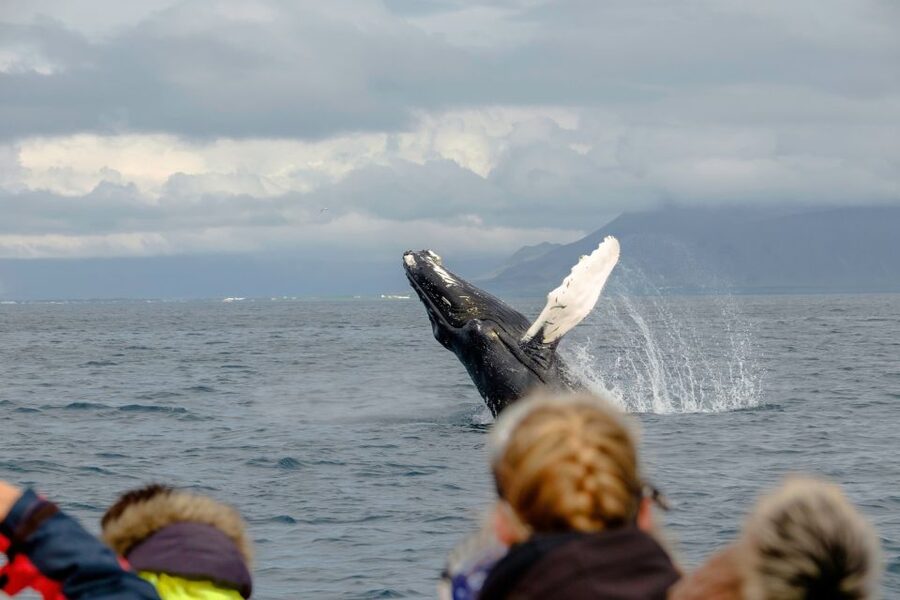 Whale Watching in Reykjavik by Speedboat - My verdict on the Reykjavik speedboat safari