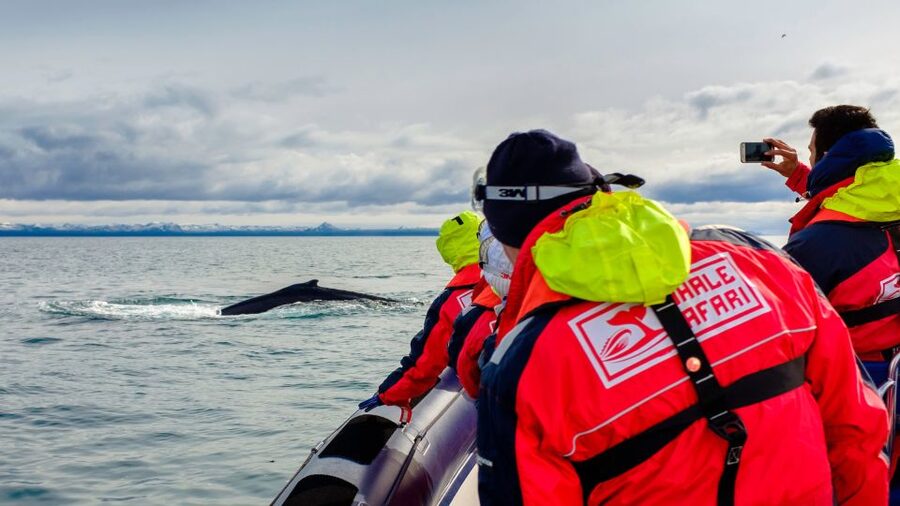 Whale Watching in Reykjavik by Speedboat - Leaving Reykjavik Old Harbour at speed