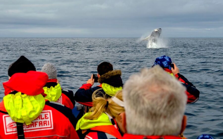 Whale Watching in Reykjavik by Speedboat - What the RIB ride feels like