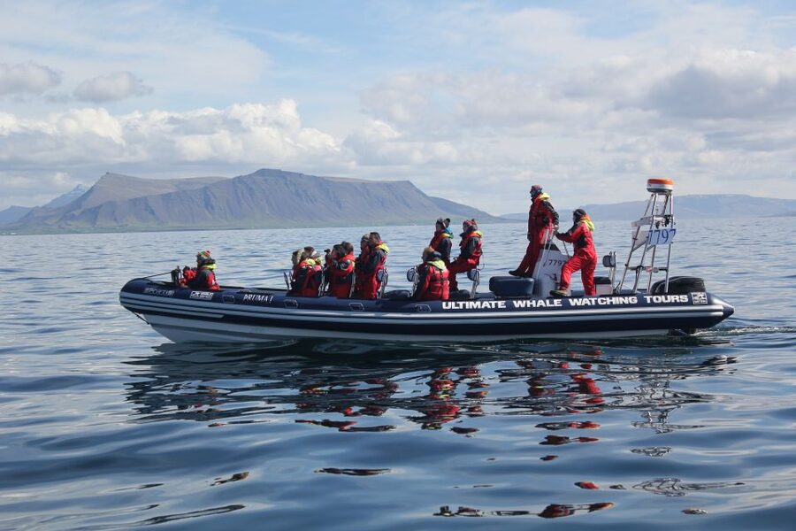 Whale Watching in Reykjavik by Speedboat - Is the $200 price fair?