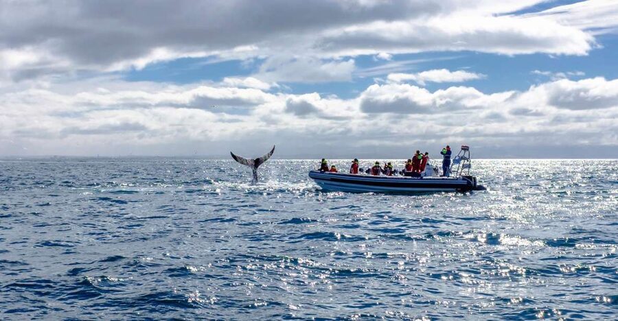 Whale Watching in Reykjavik by Speedboat - Who should choose this boat?