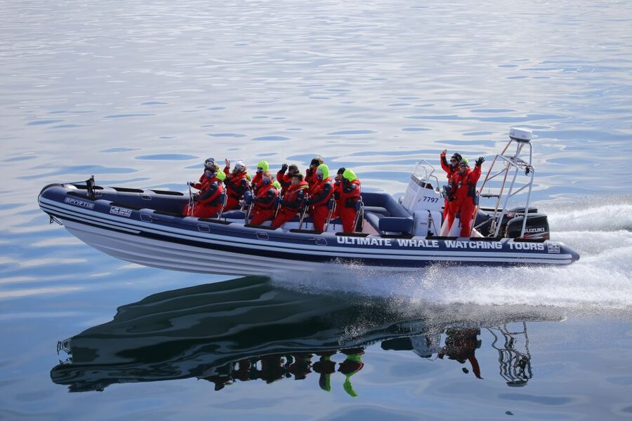 Whale Watching in Reykjavik by Speedboat - Puffin islands from early May through August