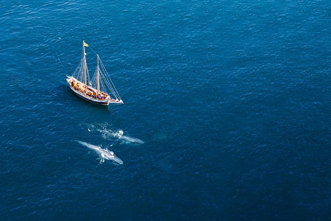 Whale Watching on a Traditional Oak Sailing Ship from Husavik - From the North Sailing office to Húsavík harbour