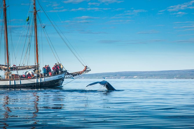 Whale Watching on a Traditional Oak Sailing Ship from Husavik - Cold-weather suits help, but layers still matter