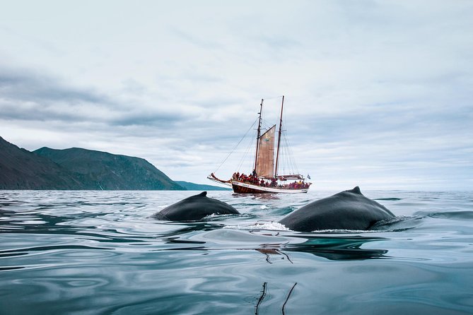 Whale Watching on a Traditional Oak Sailing Ship from Husavik - The return sail, hot chocolate, and cinnamon buns