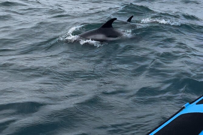 Whale Watching - RIB Boat Adventure in Kopavogur, Iceland - Who should book this RIB adventure?