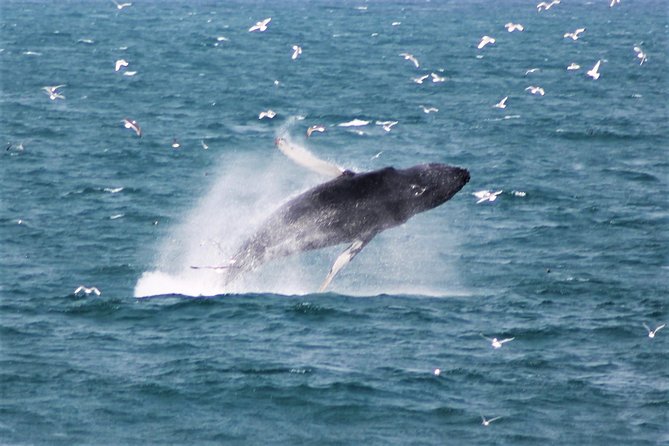 Whale Watching Tour with Professional Guide from Reykjavik - Key points before you book