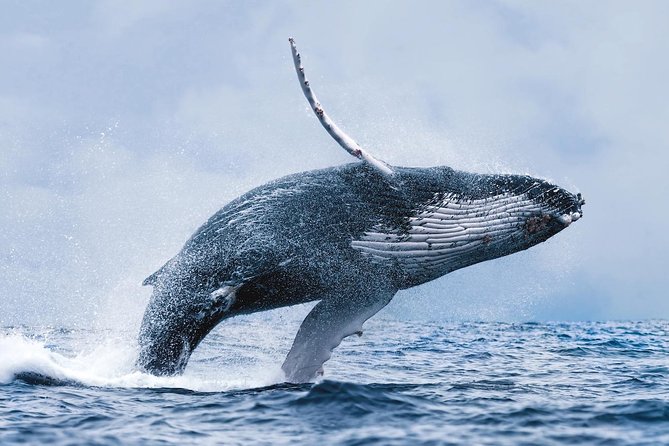 Whale Watching Tour with Professional Guide from Reykjavik - Searching the feeding grounds for humpbacks and minkes