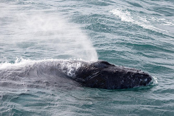 Whale Watching Tour with Professional Guide from Reykjavik - Harpa, Mount Esja, and the wider view