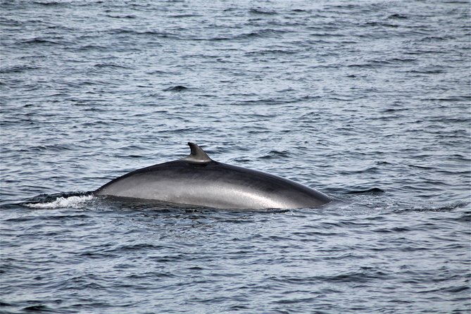Whale Watching Tour with Professional Guide from Reykjavik - How crowded will it feel?