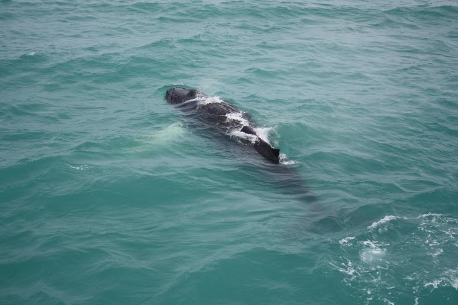 Whale Watching Tour with Professional Guide from Reykjavik - Who will enjoy this Reykjavik whale tour?