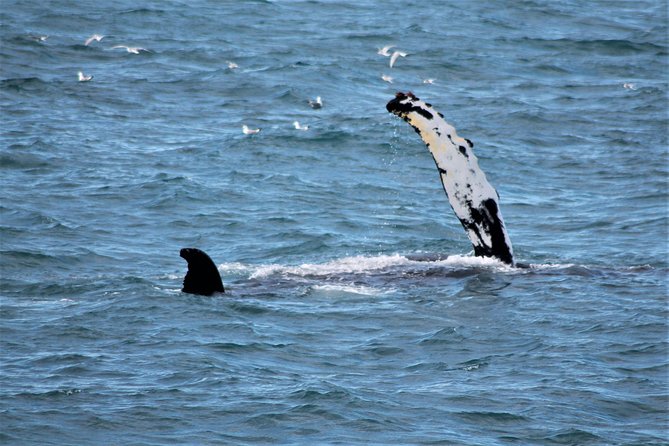 Whale Watching Tour with Professional Guide from Reykjavik - Is $97 a fair price?