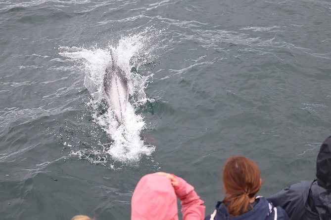 Whale Watching Tour with Professional Guide from Reykjavik - The honest tradeoff: real wildlife, uncertain timing