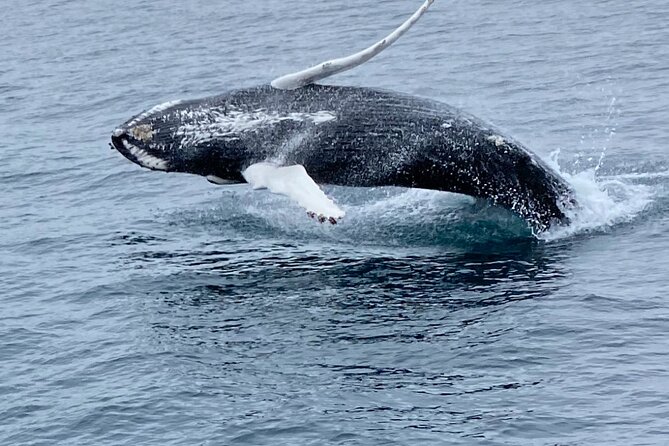 Whale Wonders Morning Expedition from Reykjavík - Sailing out from Geirsgata at 9:00 a.m.