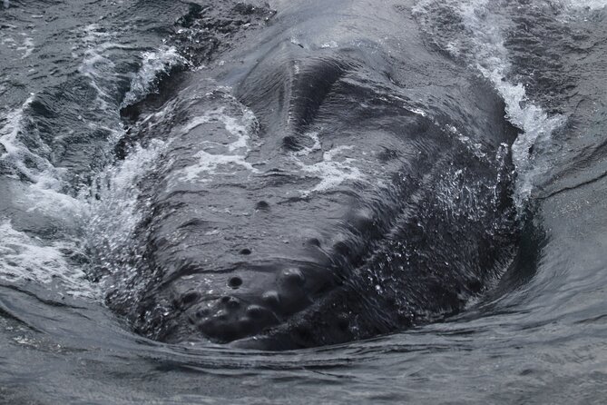 Whale Wonders Morning Expedition from Reykjavík - What the morning feels like on board
