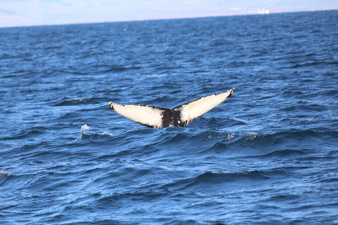 Whale Wonders Morning Expedition from Reykjavík - Getting a fair look at the whales