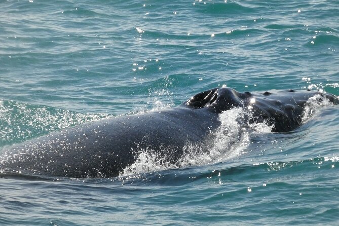 Whale Wonders Morning Expedition from Reykjavík - Guides who turn a glimpse into a lesson