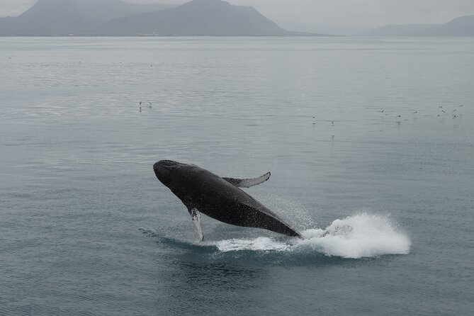 Whale Wonders Morning Expedition from Reykjavík - Who will enjoy this morning most?