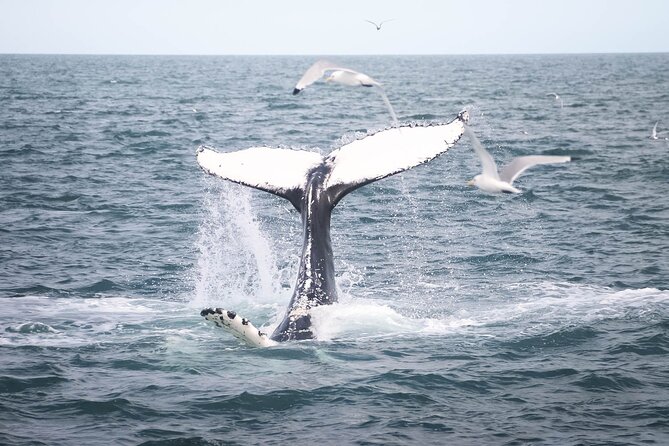Whales and Puffins Tour from Husavik - Leaving Húsavík for Puffin Island