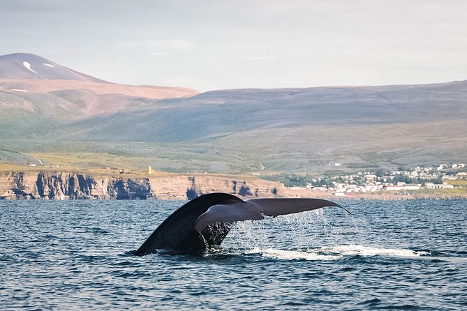 Whales and Puffins Tour from Husavik - Searching Skjálfandi Bay for whales