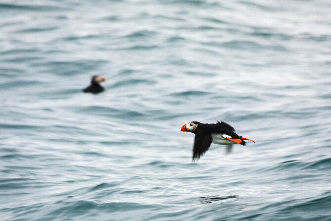 Whales and Puffins Tour from Husavik - Staying warm on an exposed boat