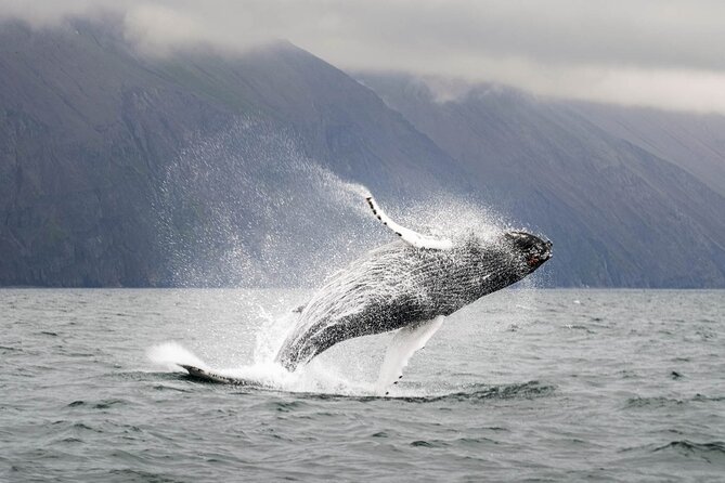 Whales and Puffins Tour from Husavik - The value of the $130 price