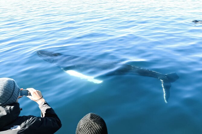 Whales and Puffins Tour from Husavik - Families, older adults, and different expectations