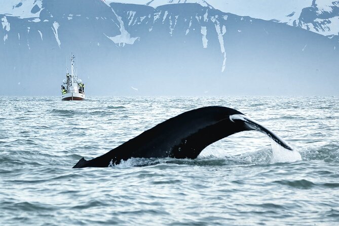 Whales and Puffins Tour from Husavik - Weather, cancellations, and route changes