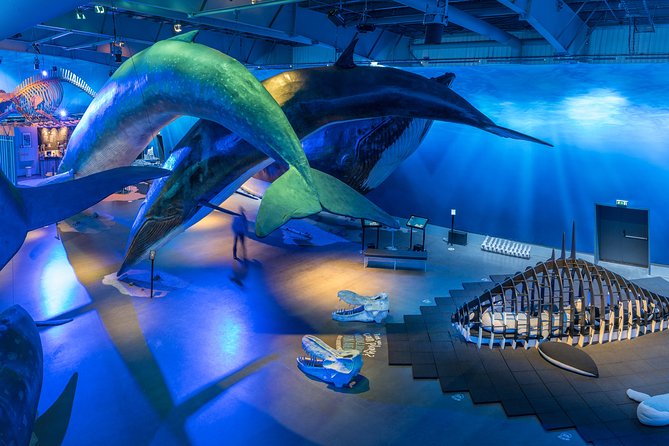 Whales Of Iceland Admission Ticket - Key points to know before you go