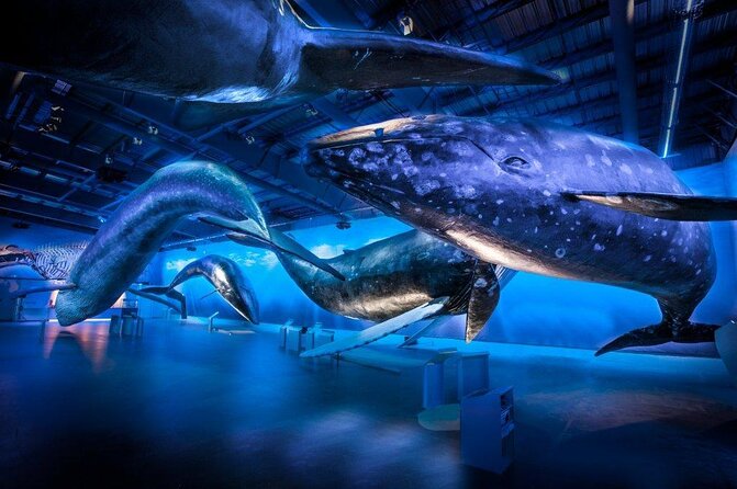 Whales Of Iceland Admission Ticket - Entering Reykjavik’s whale warehouse