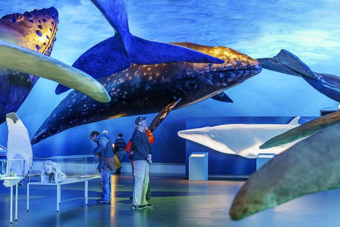 Whales Of Iceland Admission Ticket - How long should you allow?