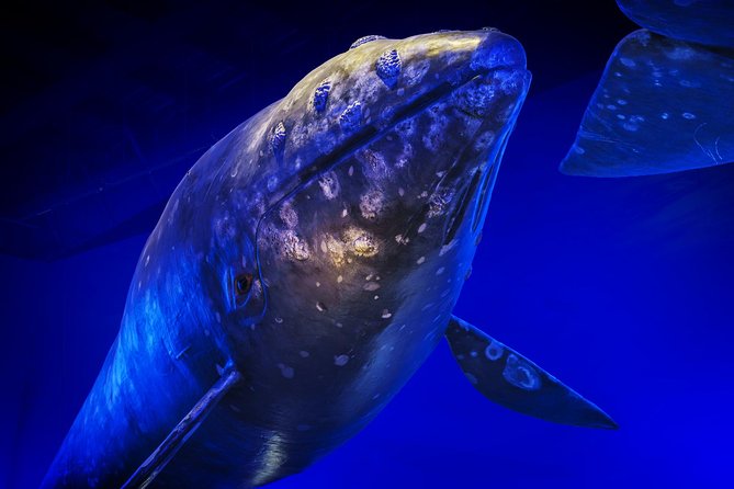 Whales Of Iceland Admission Ticket - Pairing it with the harbor attractions