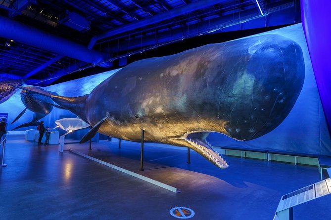Whales Of Iceland Admission Ticket - The Fin Whale Theatre and the films