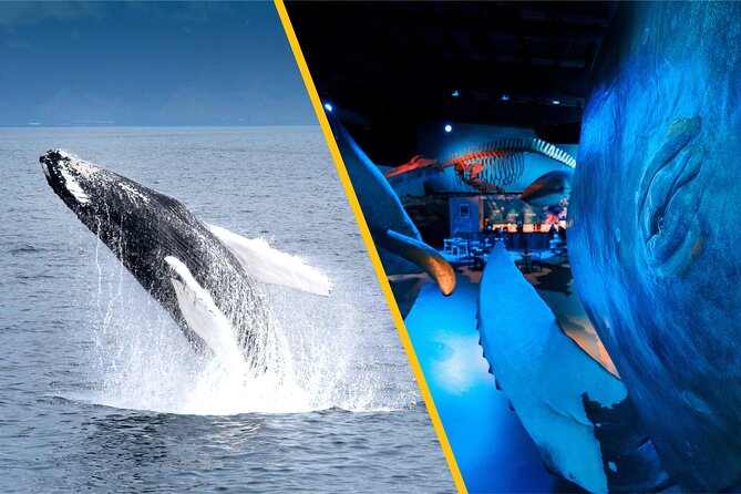 Whales of Iceland from Land and Sea - What you may see in Faxaflói Bay